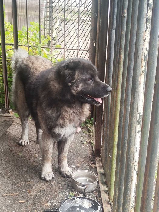 Отдам собаку бесплатно!! Безкоштовно!!!Віддам породистого кавказця