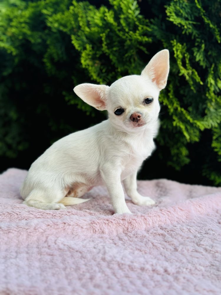 Piękna sunia FCI chihuahua krotkowlosa kremowa cream