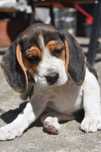 Beagle piękna suczka.