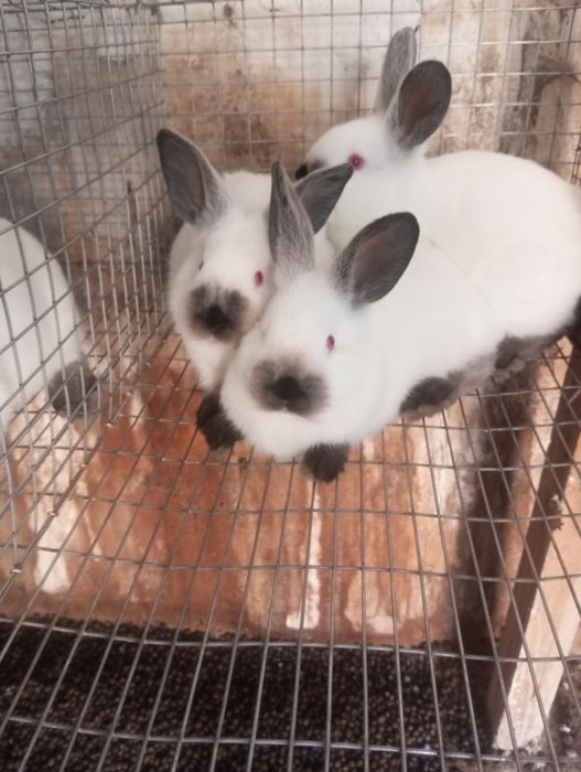 Кролики Каліфорнія