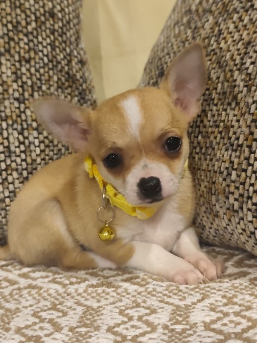 Chihuahua menina perfeição