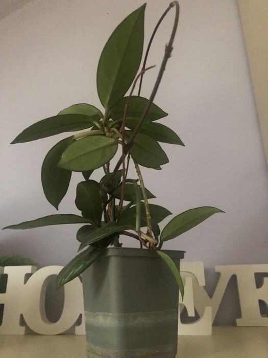 Hoja Hoya carnosa  w doniczce 24 cm plus doniczka
