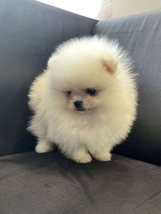 Szpic miniaturowy pomeranian suczka FCI