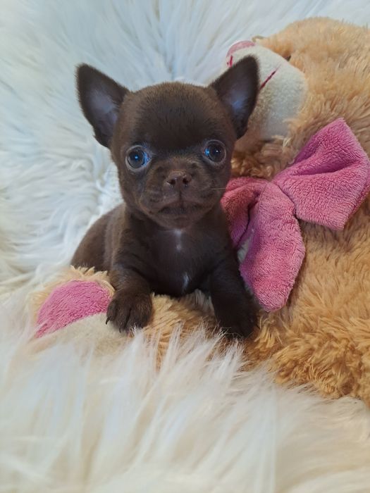 **SALLY**sunia chihuahua malutka choco zarezerwowana
