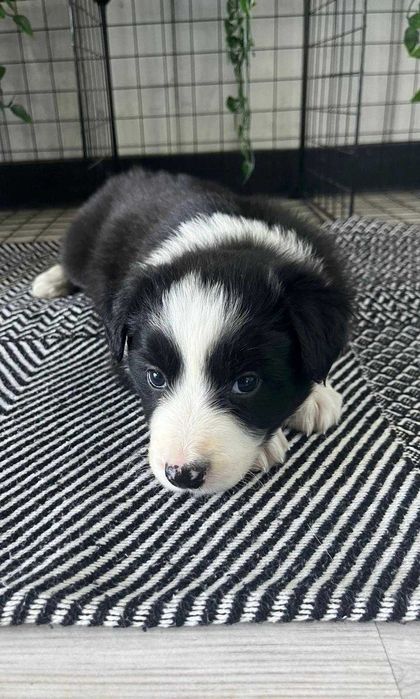 Border Collie - suczka