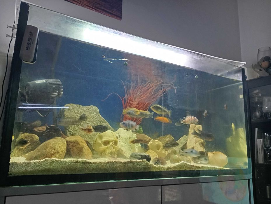 Vendo aquário 300 l