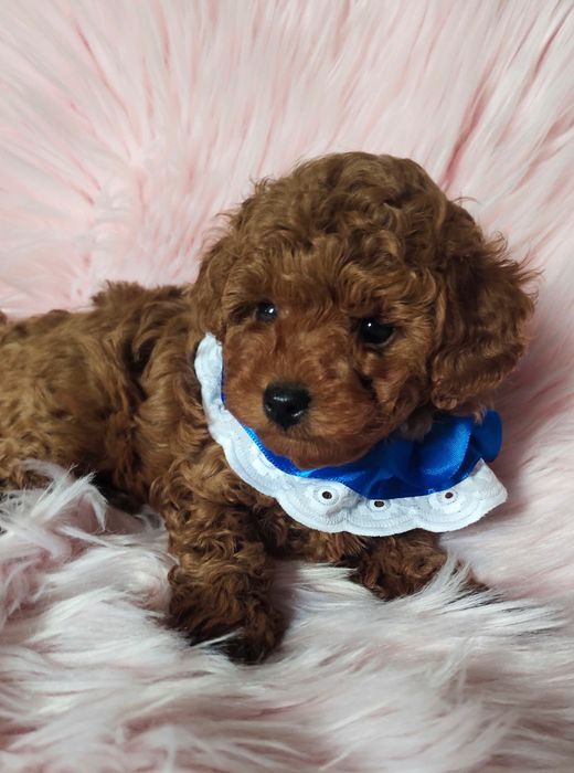 Хлопчик той пуделя