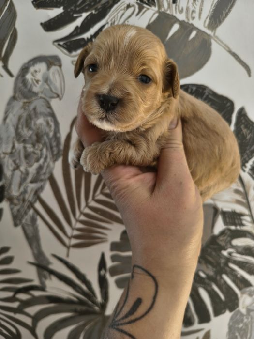 Maltipoo chłopiec do rezerwacji !