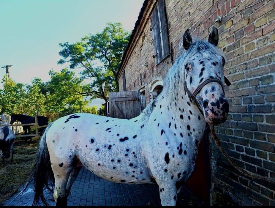 BRYCZKA, SIODŁO, Ogier Tarant, Klacz Tarantka, inne