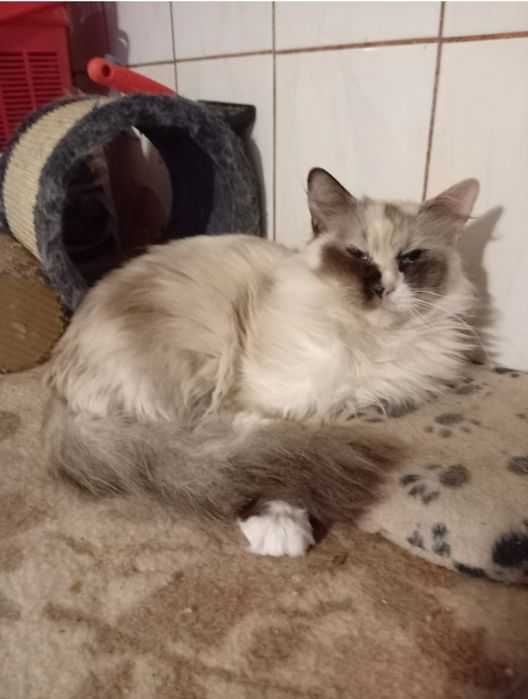 Ragdoll kotka czteroletnia