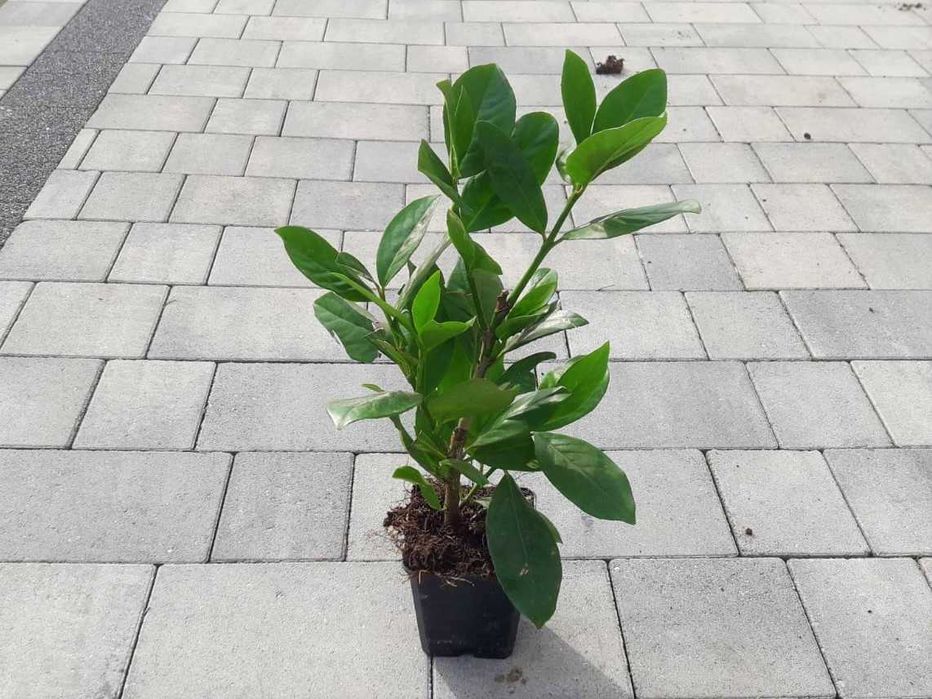 Laurowiśnia wschodnia! 150cm! Novita Caucasica Rotundifolia! Sadzimy!