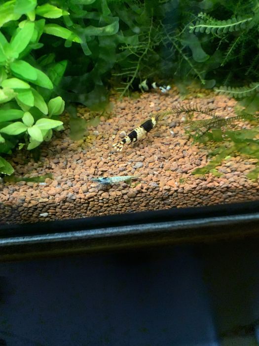 Креветка пресноводная Черный Кристалл (Caridina cf. cantonensis sp.)