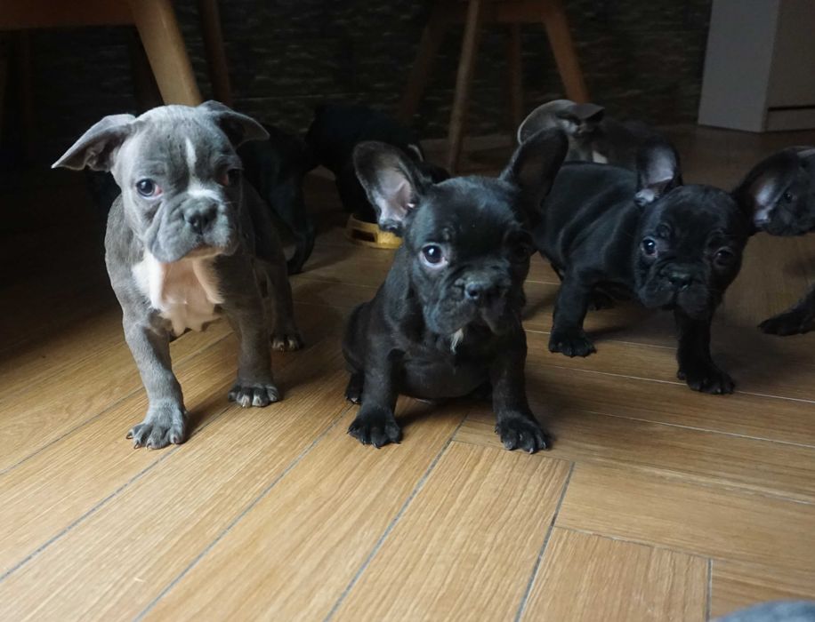 buldog francuski piesek