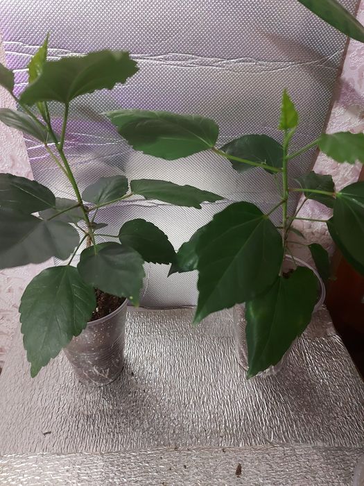 гибискусы комнатные