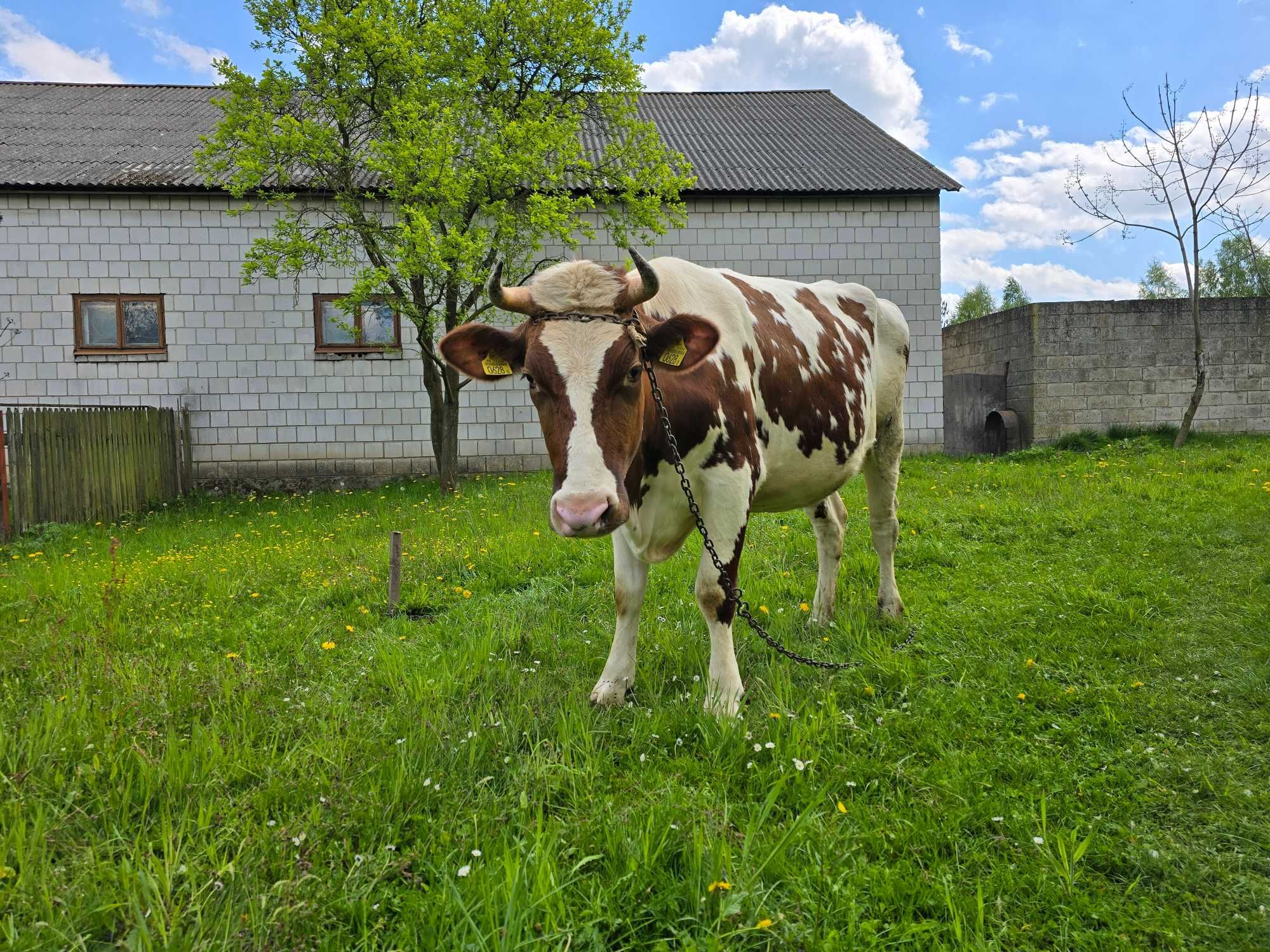 Jałówka wysokocielna biało-czerwona.