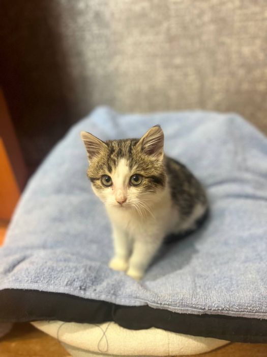 Віддамо кошеня - хлопчика Кузю безкоштовно