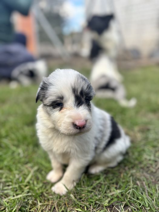 Border collie - piesek