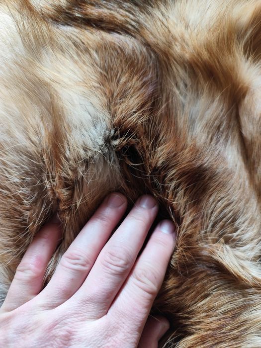 Skóry z lisa, futra z lisa