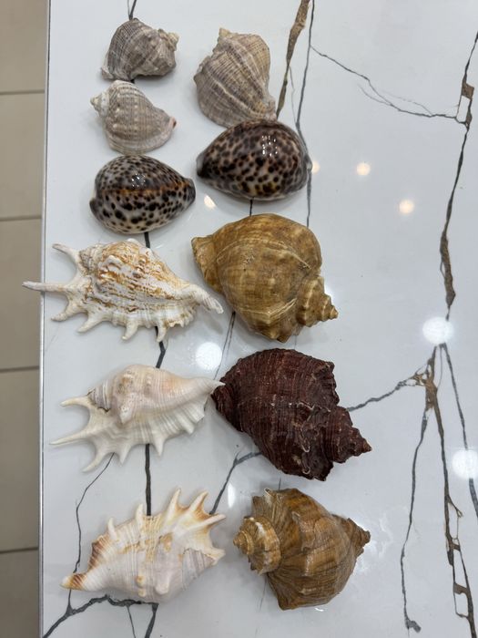 Ракушки морские в отличном состоянии