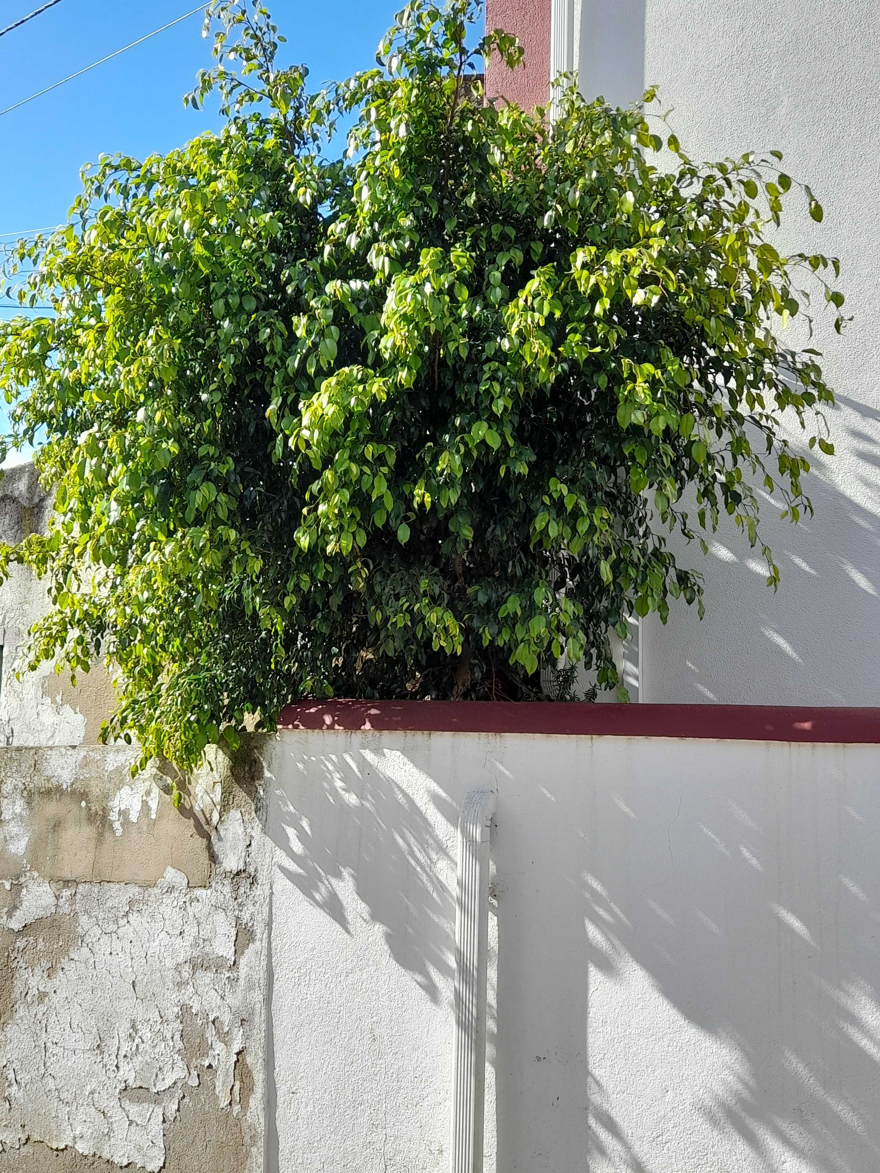 Planta Ficus benjamim 2mts