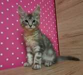 Kocurek Maine Coon