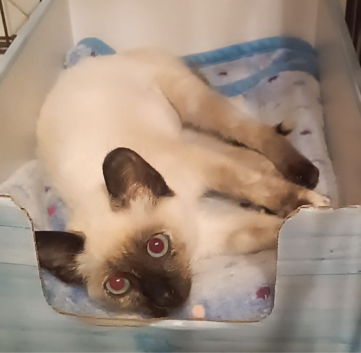 Gatinha bebé para adoção!