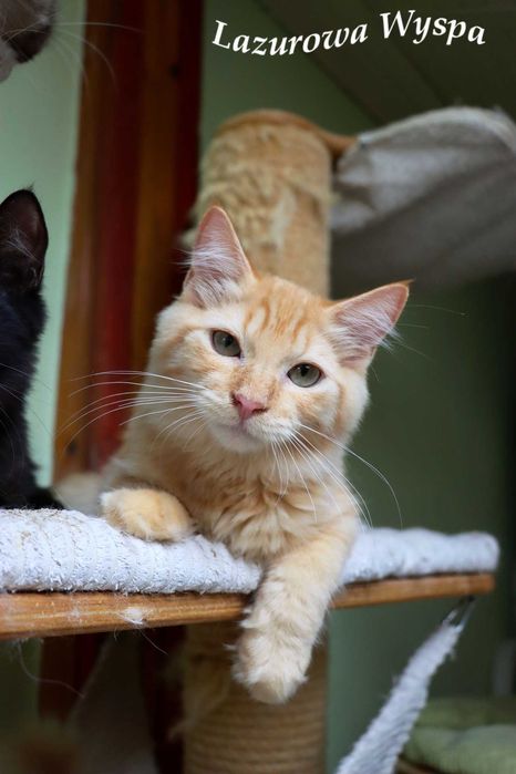 Złoty , słodki  Ragdoll