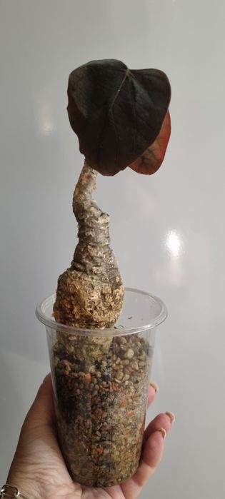 Продам  каудексное растениеAdenia stylosa, red leaf