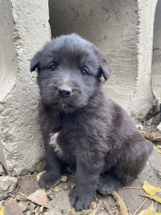 Песик, собачка в добрі руки