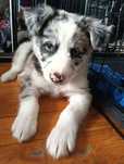 Border collie szczeniak PIES