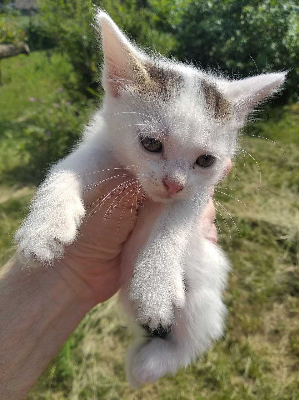 Безкоштовно. Котик у добрі руки. Доставка.