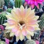 Echinopsis hybryda Utopian Dream (Bilsdale) kaktus