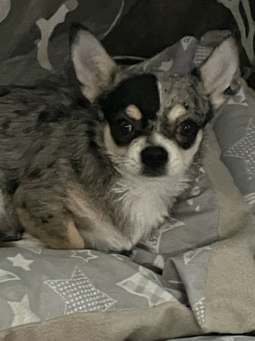 Собачка миник чихуахуа