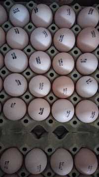 Рос 308,708 інкубаційне яйце