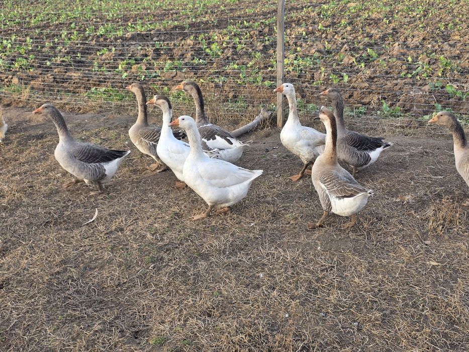 Sprzedam duże gęsi