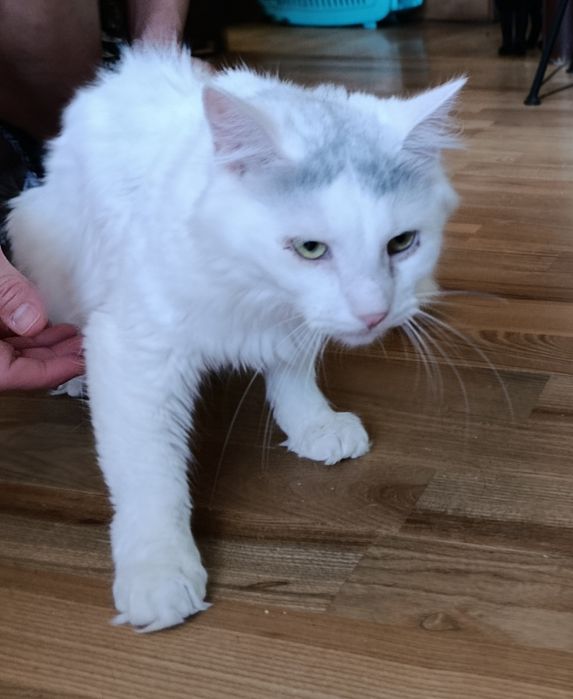 Кіт. Кошеня. Киця