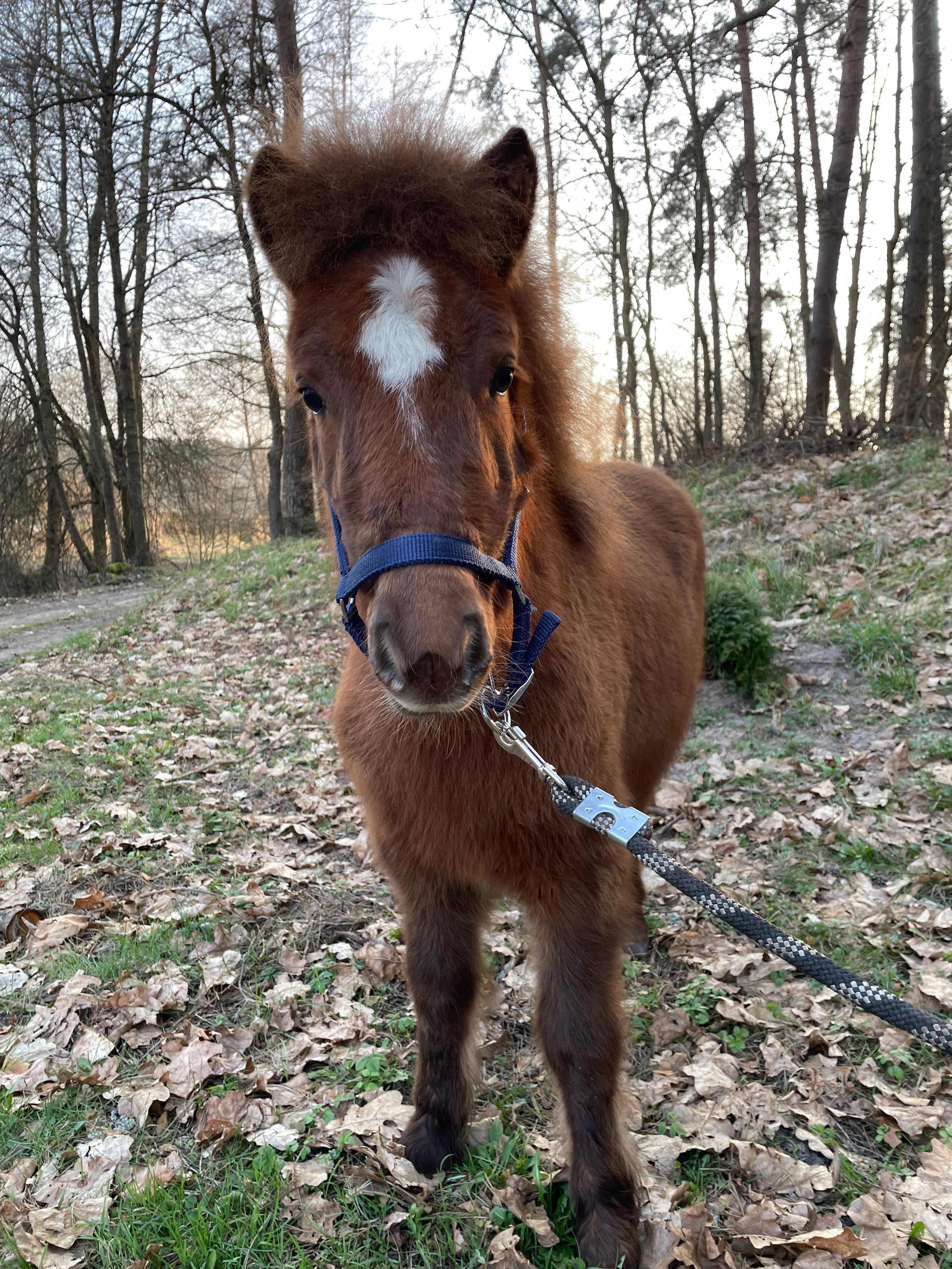 Ogierek kuc kucyk szetlandzki szetland Imno