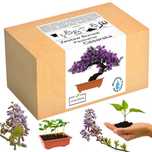 Zestaw Do Uprawy Bonsai Paulownia Cesarska Drzewko