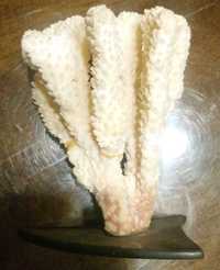 Коралл натуральный белый на подставке