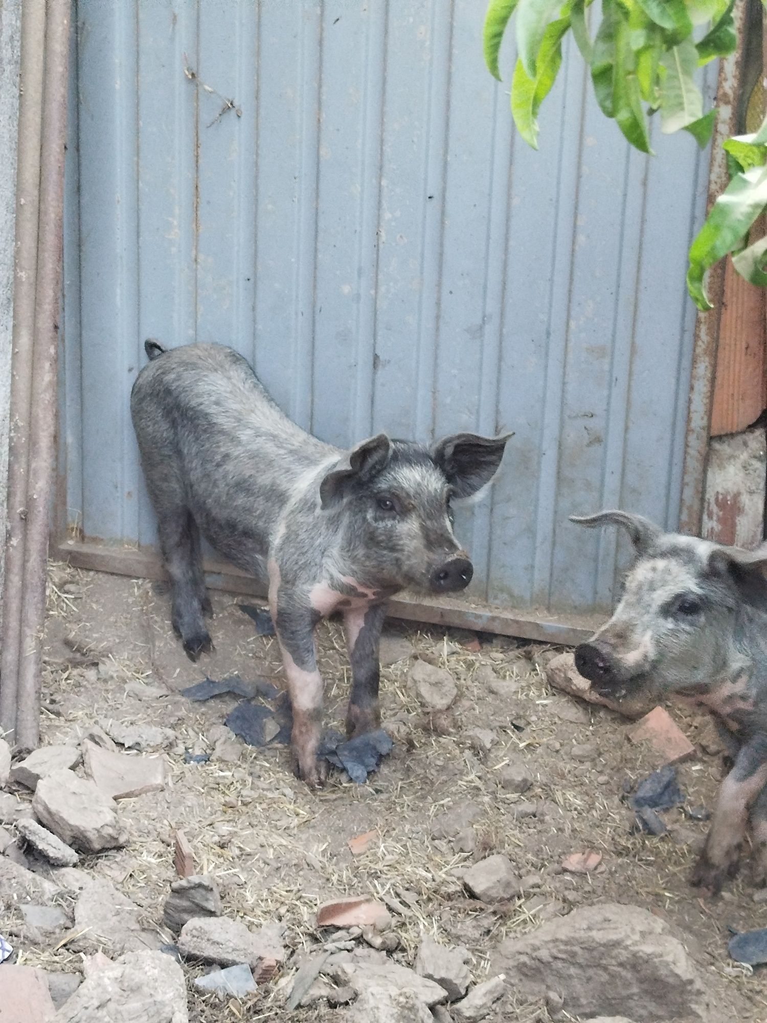 Porcos macho e fêmea