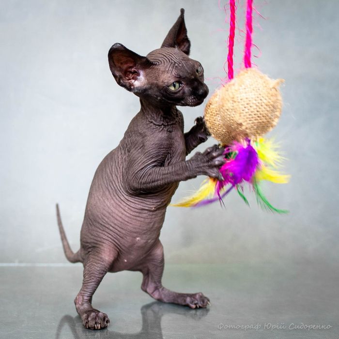 Канадский сфинкс, эльф,голубые глаза,самые крутые уши,мальчик