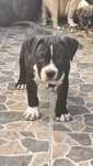 American Bully Pocket