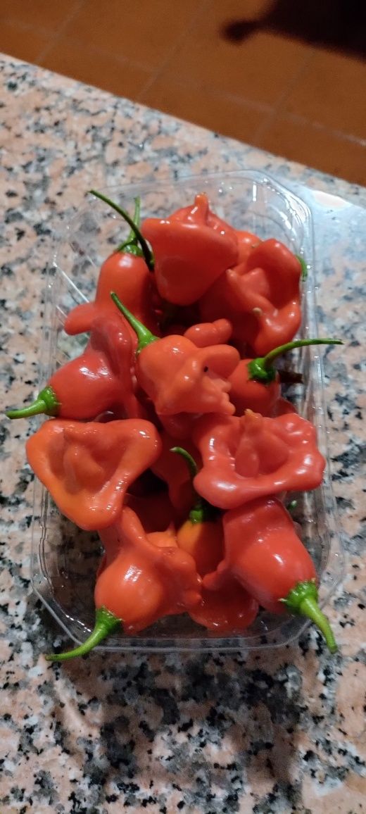 Pimenta Cambuci - chapéu de bispo
