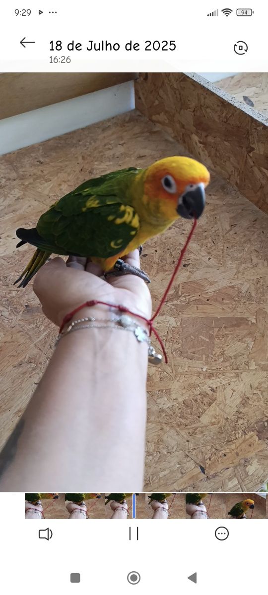 Aratingas do sol criadas à mão aves muito  meigas