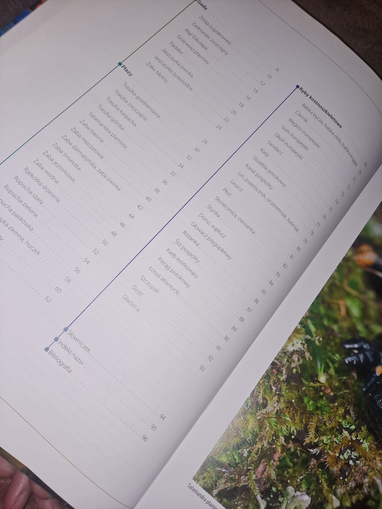 Polska Gady, Płazy i Ryby/ Encyklopedia Ilustrowana
