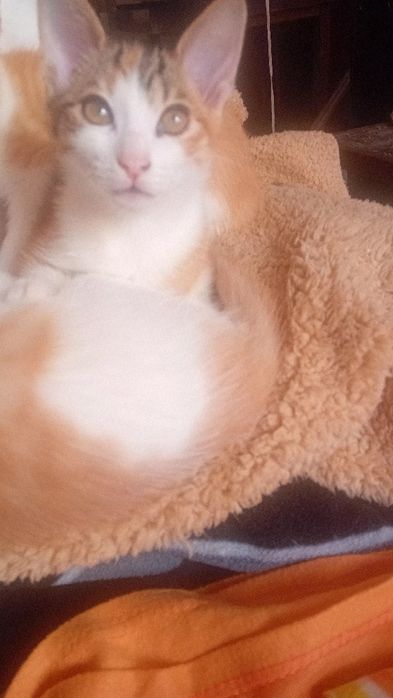 Boas tenho gatinhos para adoção