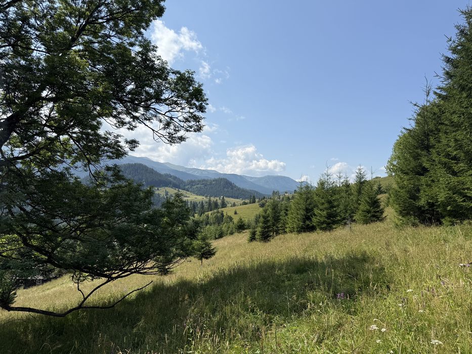 Ділянка з лісом .