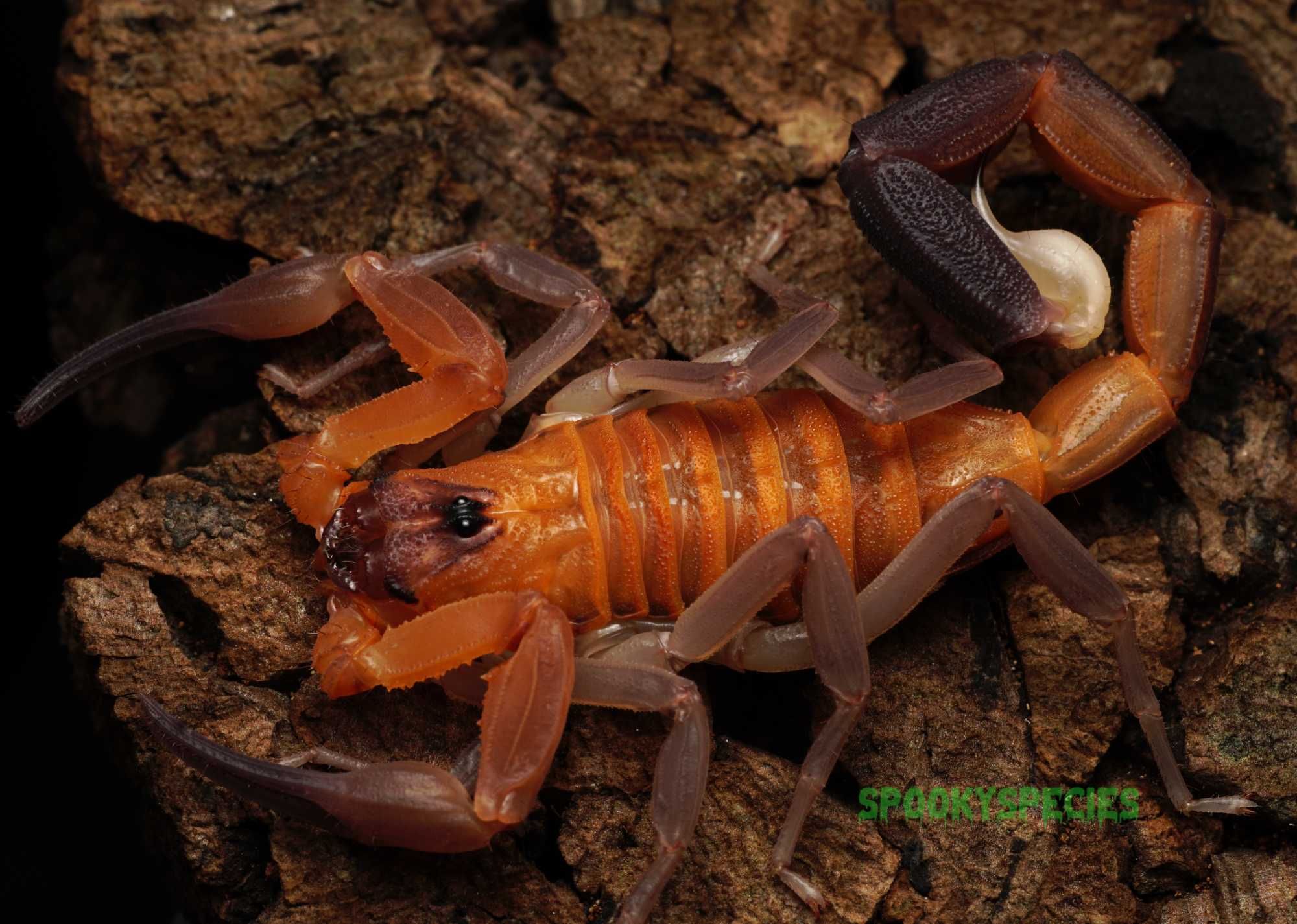 Heteroctenus junceus pomarańczowy skorpion z Kuby!