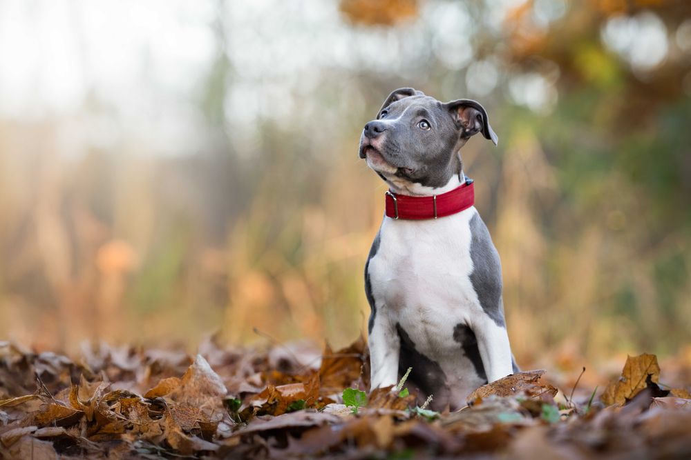 American Staffordshire terrier Amstaff ZKwP FCI