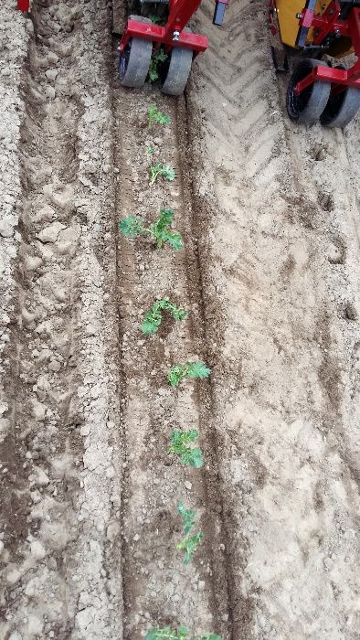 Машина розсадопосадочна МРП-2